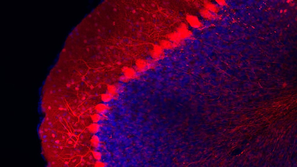 images under a microscope