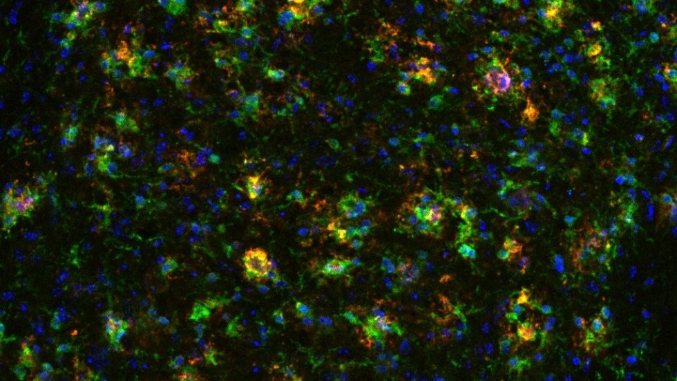 Cell image